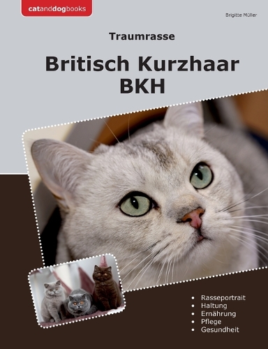 Traumrasse Britisch Kurzhaar