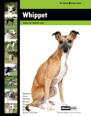 Whippet