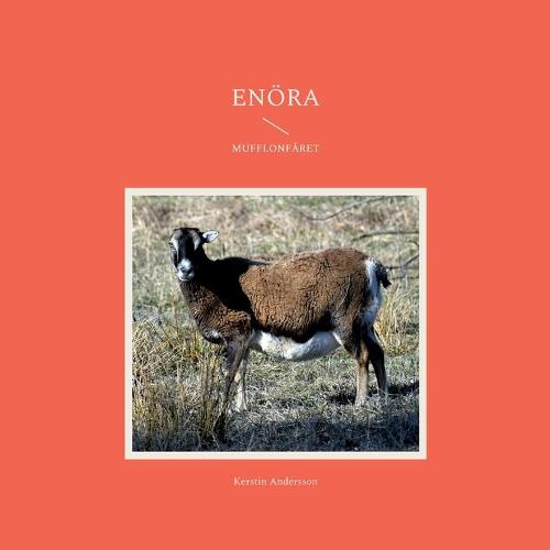 Enöra