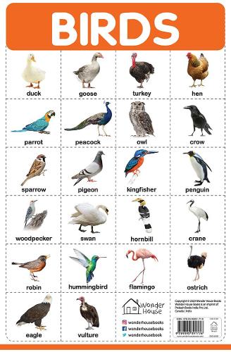 Birds
