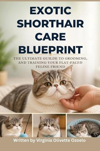 Exotic Shorthair Care Blueprint