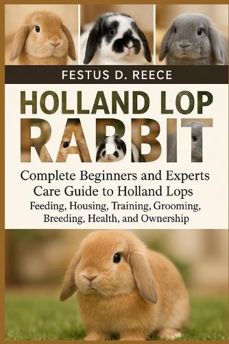 Holland Lop Rabbit