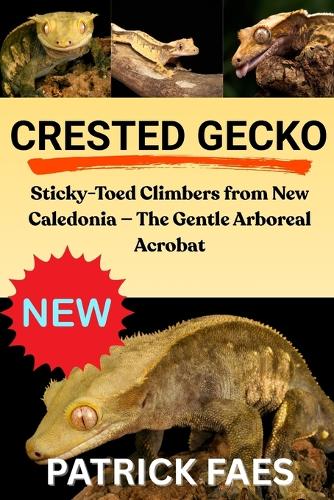 Crested Gecko