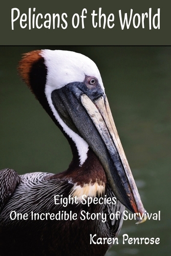Pelicans of the World