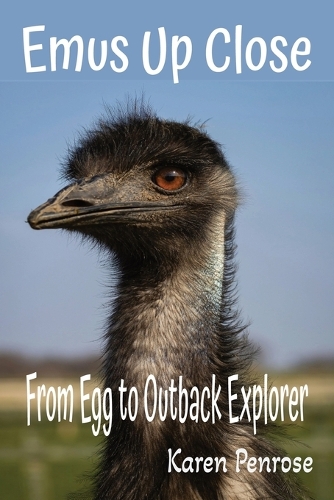 Emus Up Close