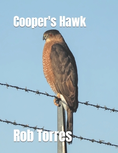 Cooper's Hawk