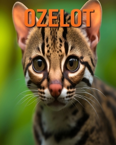 Ozelot