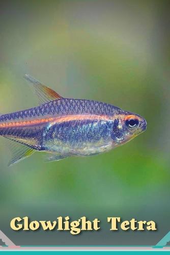 Glowlight Tetra