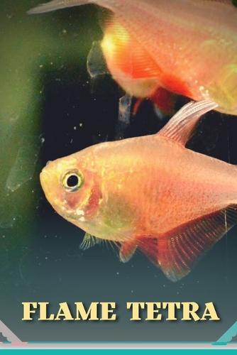 Flame Tetra Care