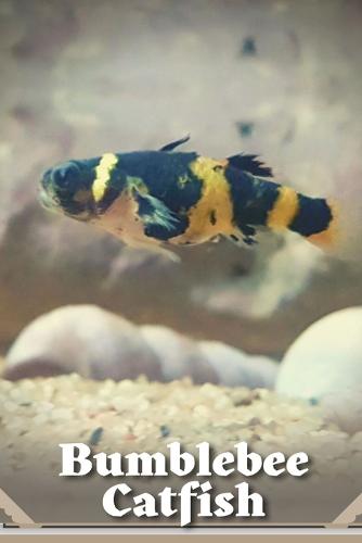 Bumblebee Catfish