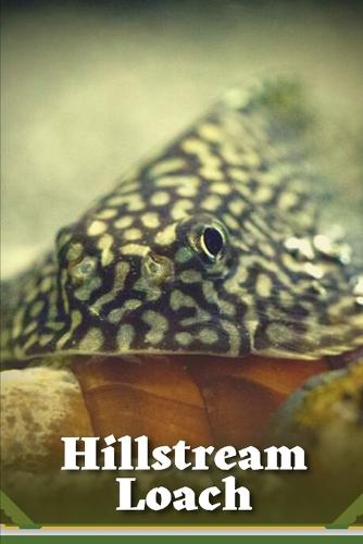 Hillstream Loach
