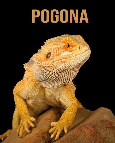 Pogona