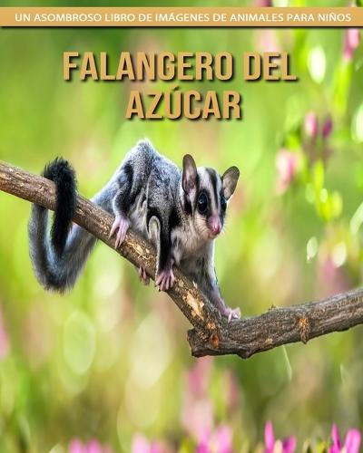 Falangero del azucar