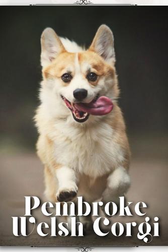 Pembroke Welsh Corgi