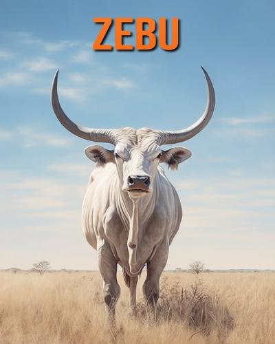 Zebu