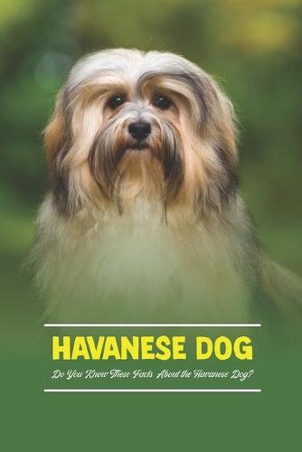 Havanese Dog