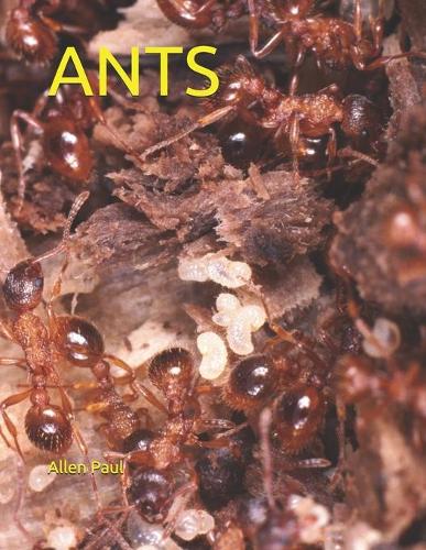 Ants