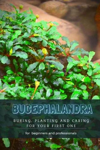 Bucephalandra
