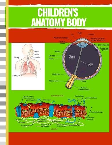 Children's Anatomy body