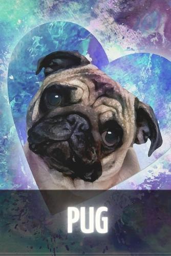 Pug