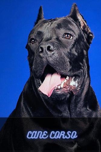Cane Corso