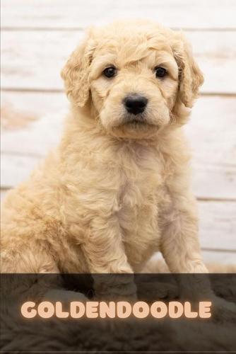 Goldendoodle