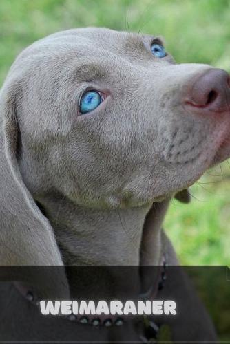 Weimaraner