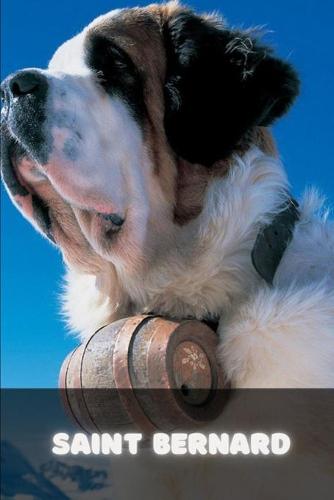 Saint Bernard