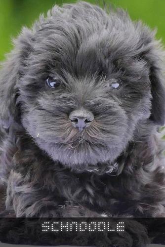Schnoodle