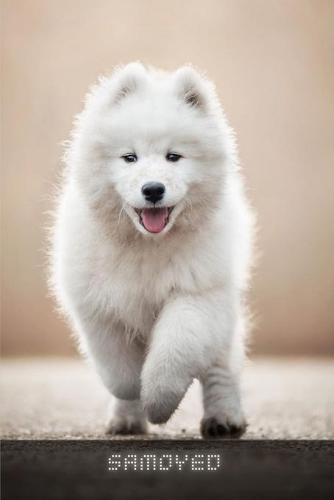 Samoyed