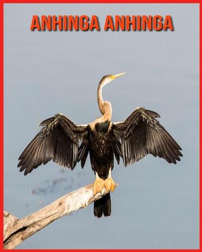 Anhinga anhinga