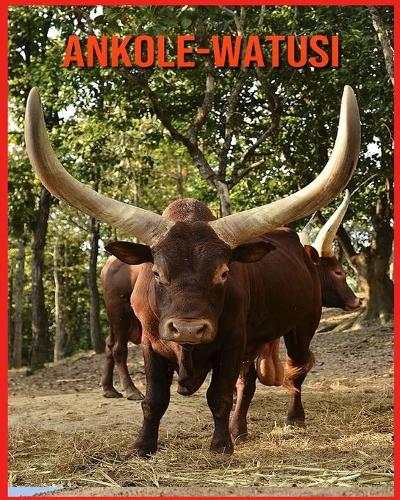 Ankole-Watusi