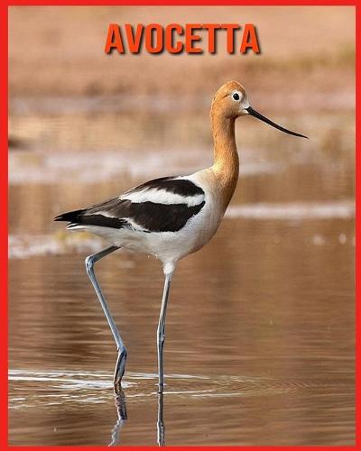Avocetta