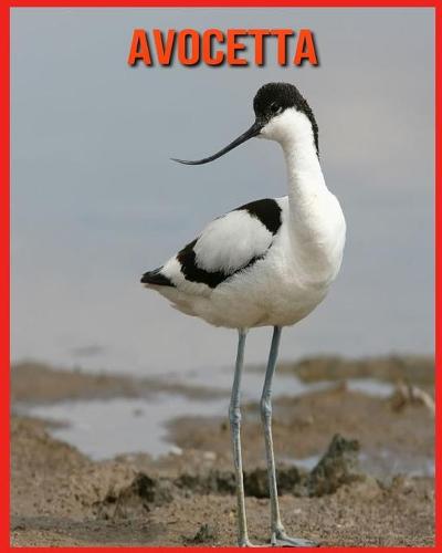 Avocetta