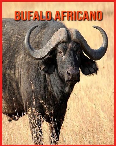 Bufalo Africano