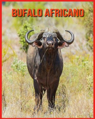 Bufalo Africano