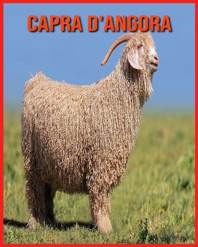 Capra d'Angora