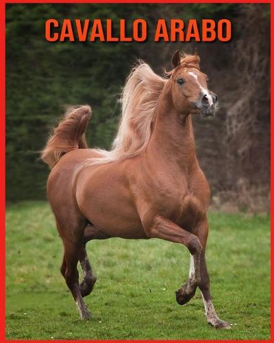 Cavallo Arabo