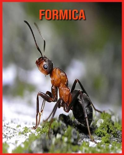 Formica