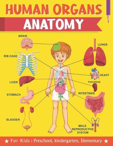 Human Organs Anatomy For Kids Preschool kindergarten Elementary
