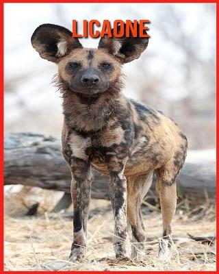Licaone