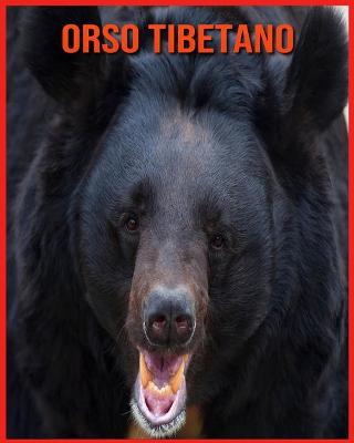 Orso Tibetano