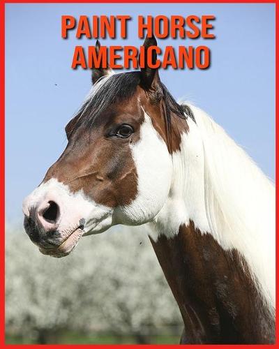 Paint Horse Americano