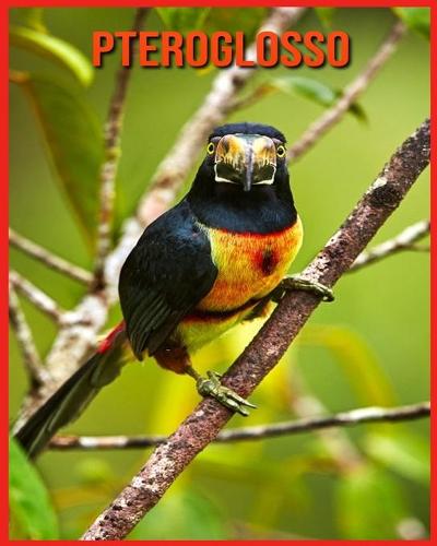 Pteroglosso