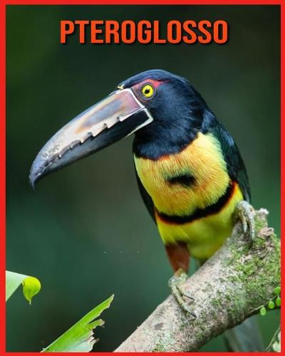 Pteroglosso