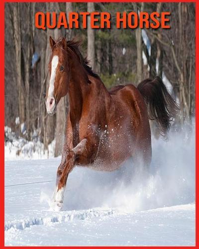 Quarter Horse