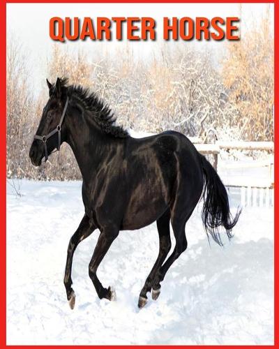 Quarter Horse