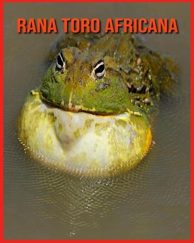 Rana Toro Africana