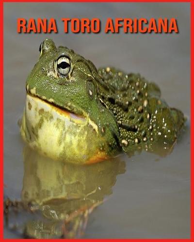 Rana Toro Africana
