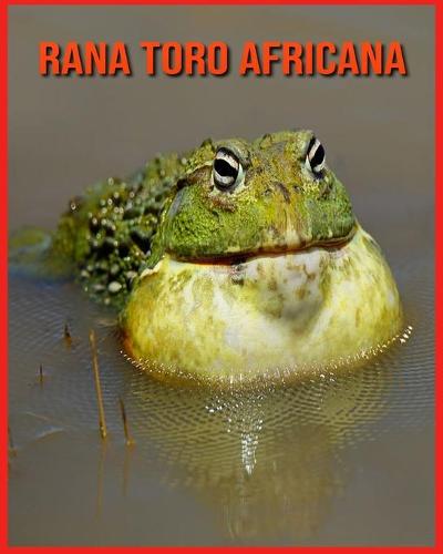 Rana Toro Africana